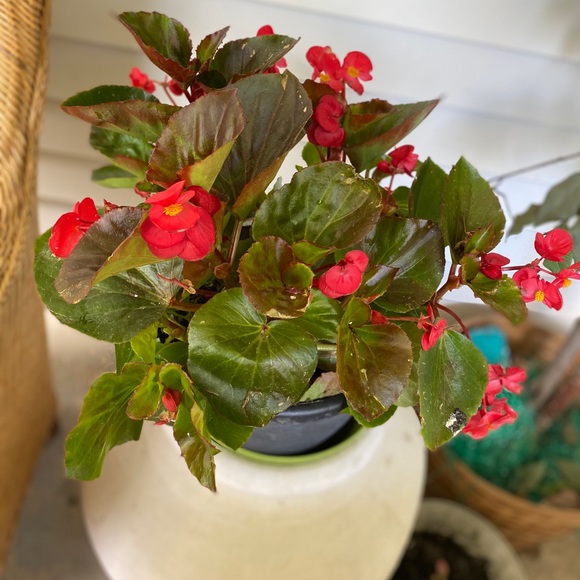 Meet your Posher, Jessica - Picture 1 of 1